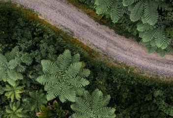 Aerial shot of dirt road through forest