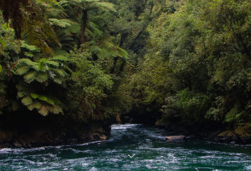 Scenic lake running through green forest